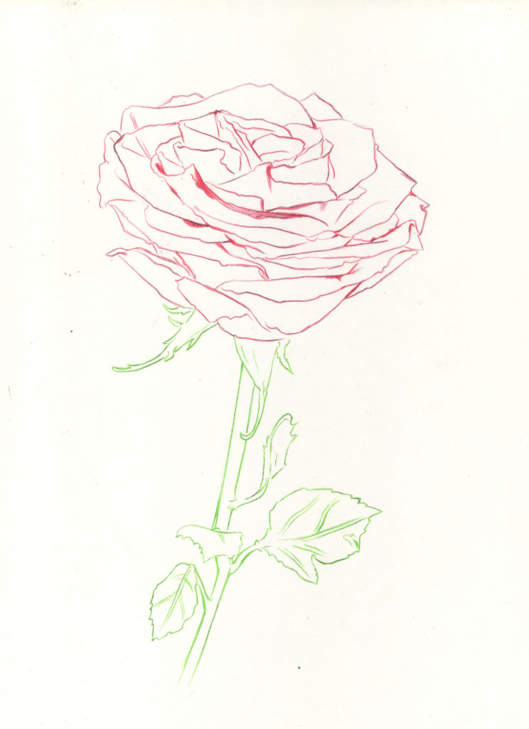 Drawing Roses | Gigi Chen | Artists Network