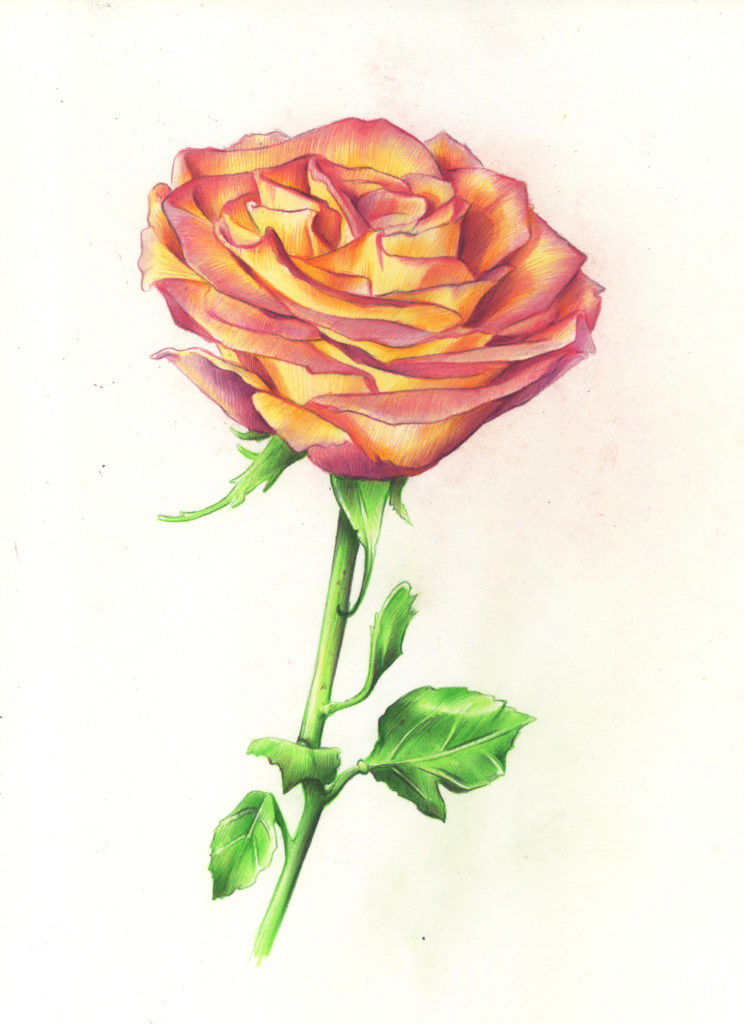 Drawing Roses | Gigi Chen | Artists Network