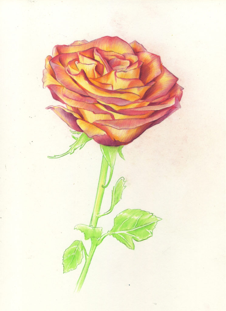 Drawing Roses | Gigi Chen | Artists Network