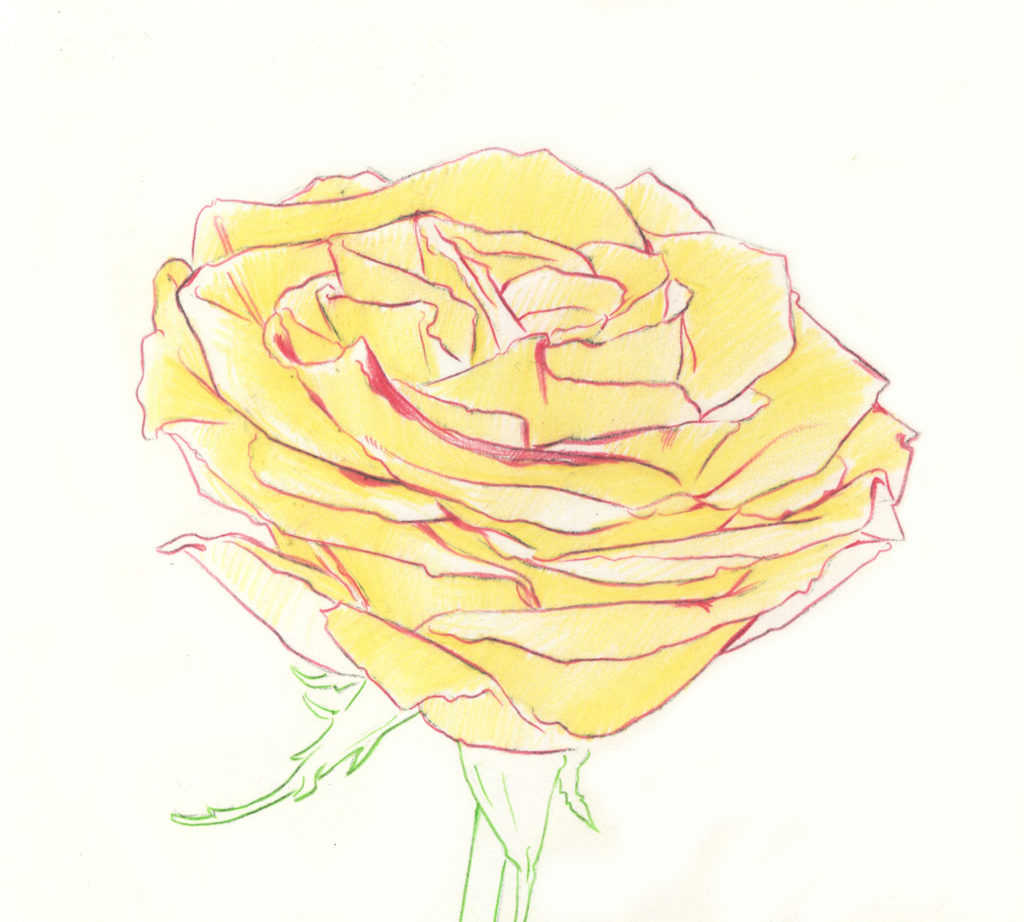 Drawing Roses | Gigi Chen | Artists Network