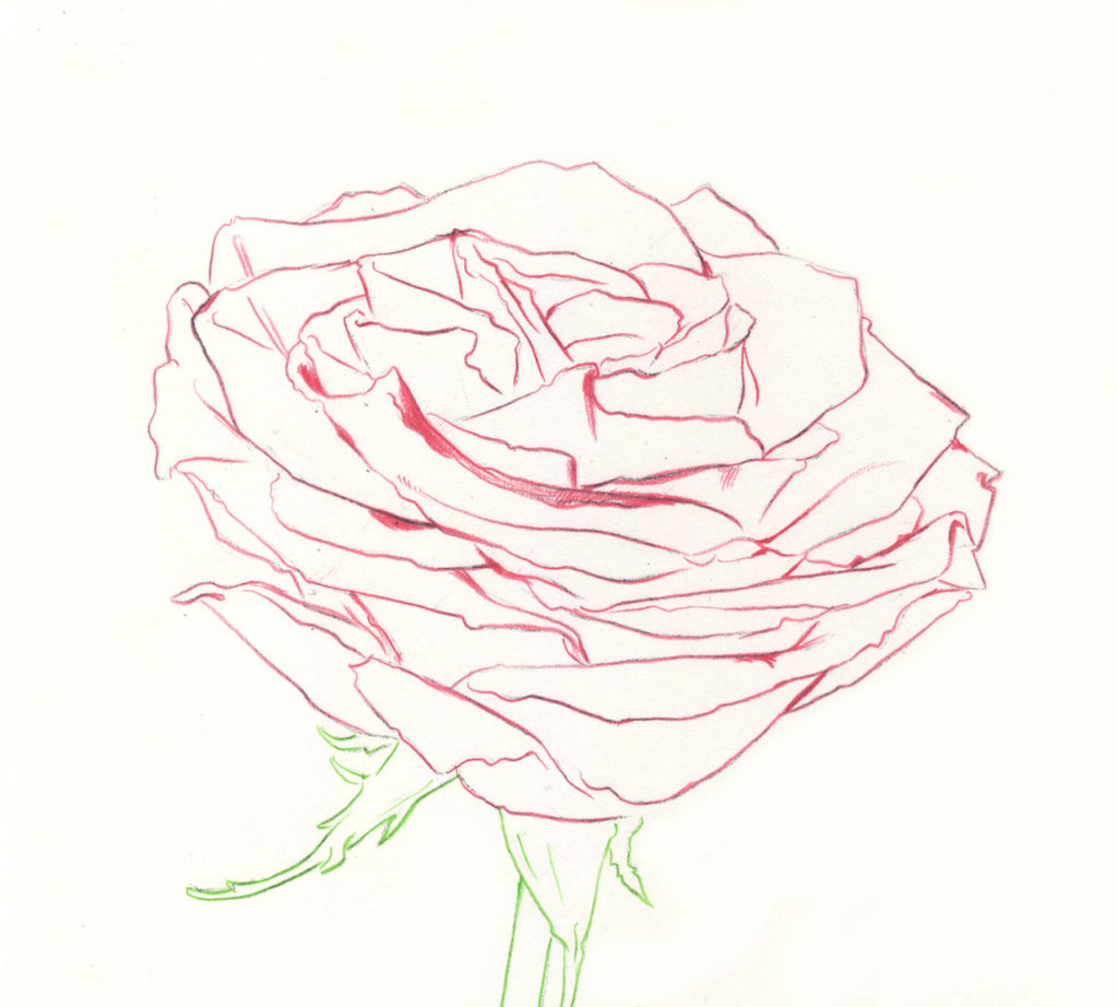 Drawing Roses | Gigi Chen | Artists Network