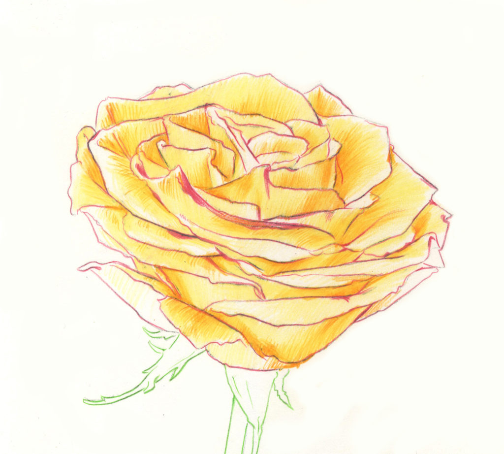 Drawing Roses | Gigi Chen | Artists Network