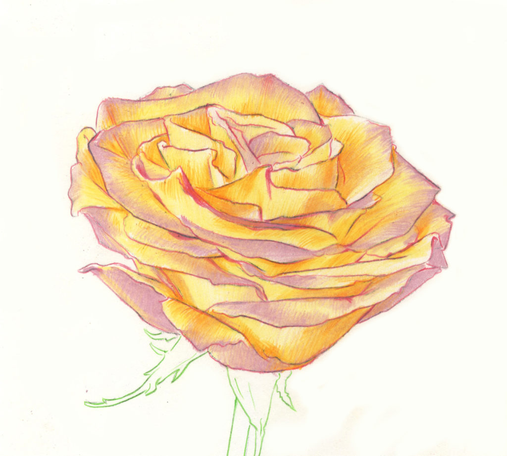 Drawing Roses | Gigi Chen | Artists Network