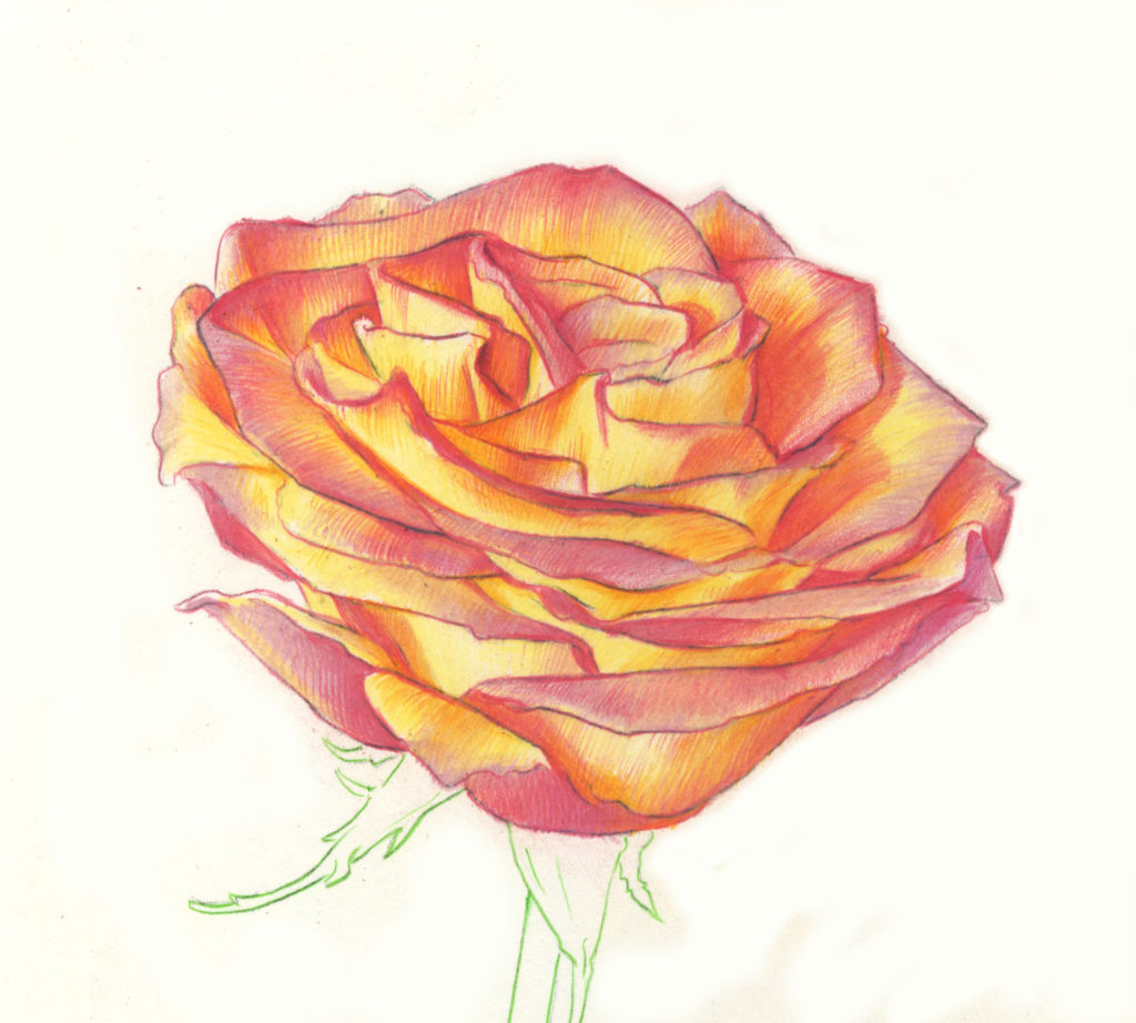 Drawing Roses | Gigi Chen | Artists Network