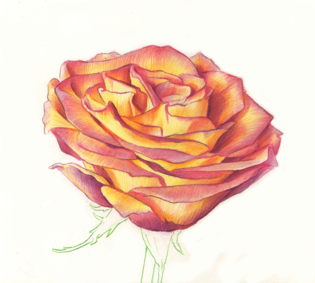 Drawing Roses | Gigi Chen | Artists Network