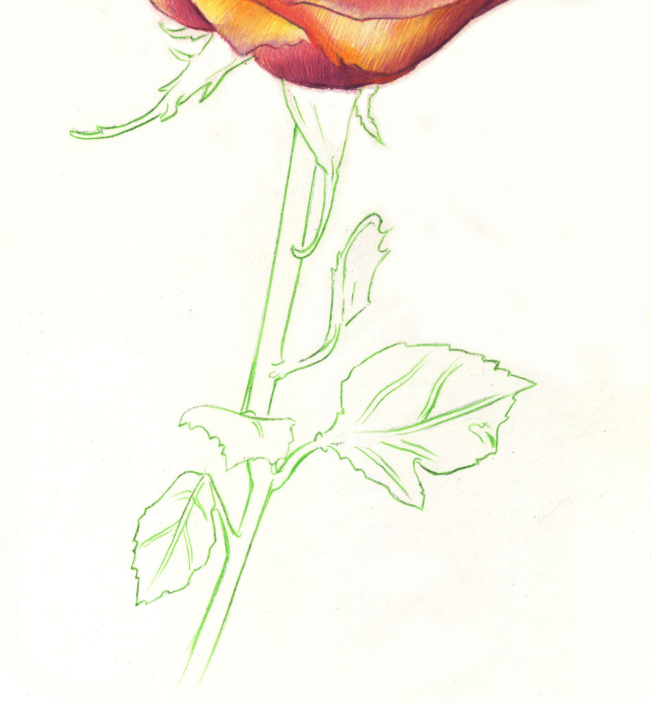 Drawing Roses | Gigi Chen | Artists Network