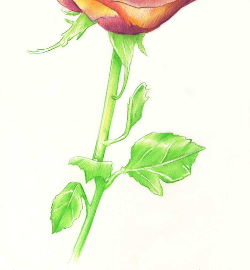 Drawing Roses | Gigi Chen | Artists Network