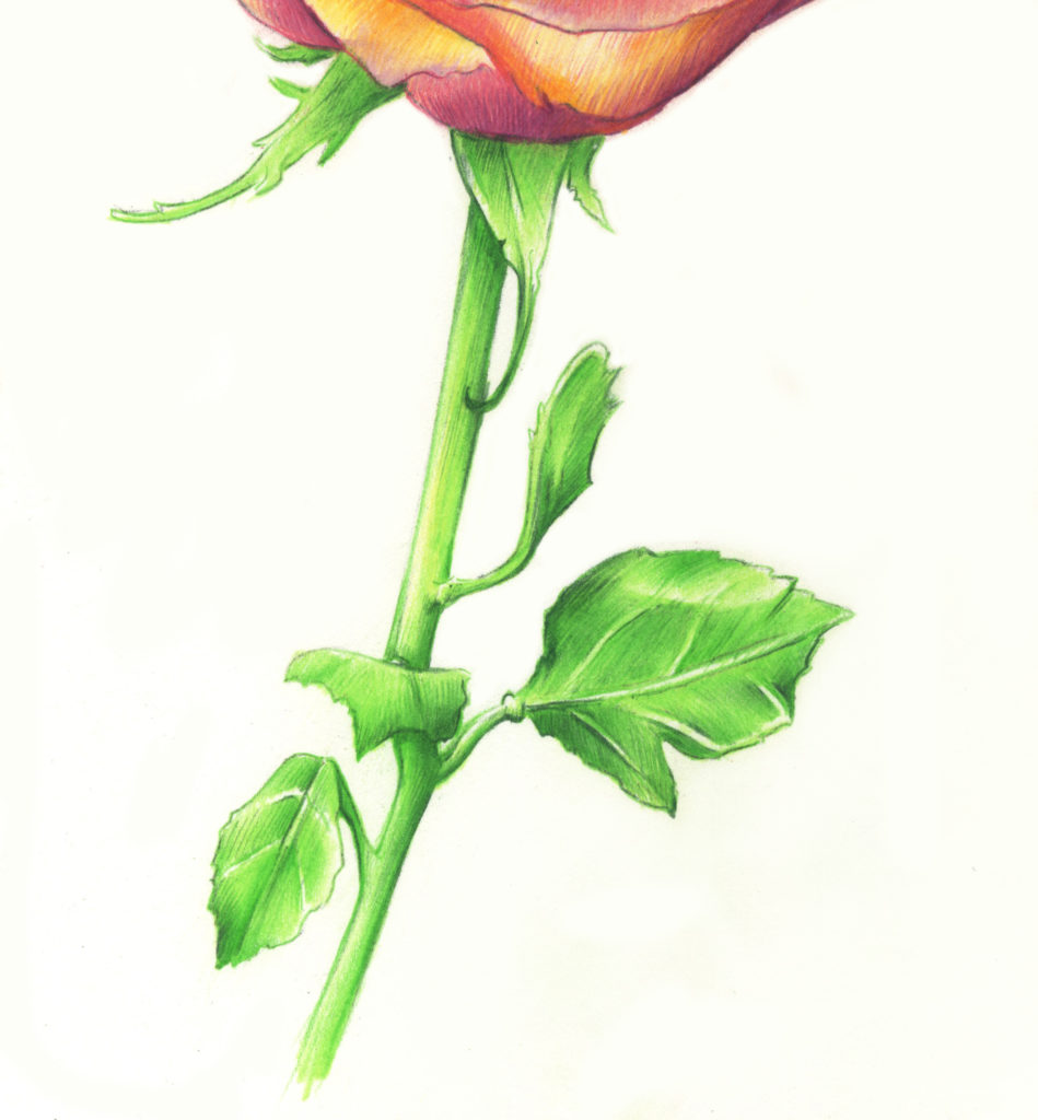 Drawing Roses | Gigi Chen | Artists Network