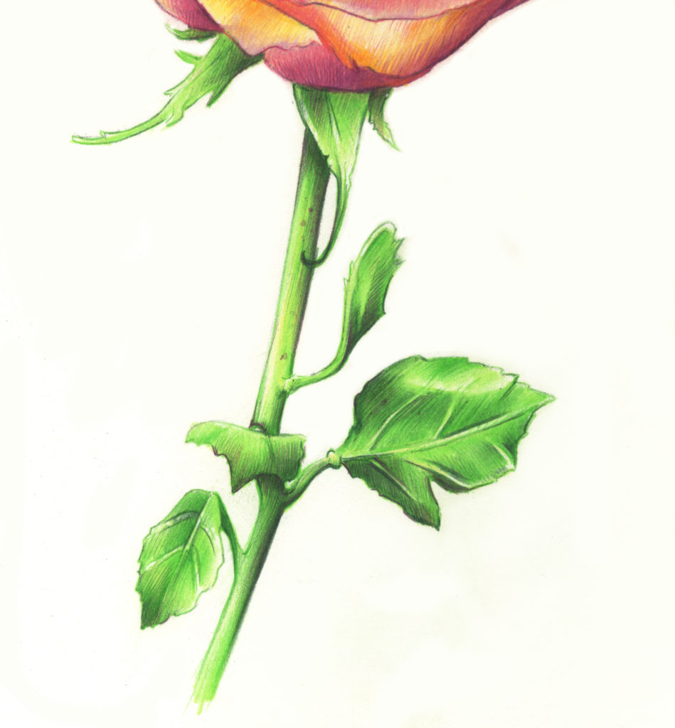 Drawing Roses | Gigi Chen | Artists Network