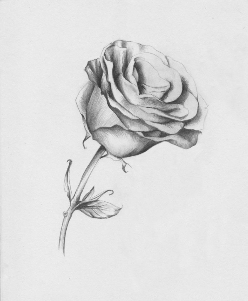 Drawing Roses | Gigi Chen | Artists Network