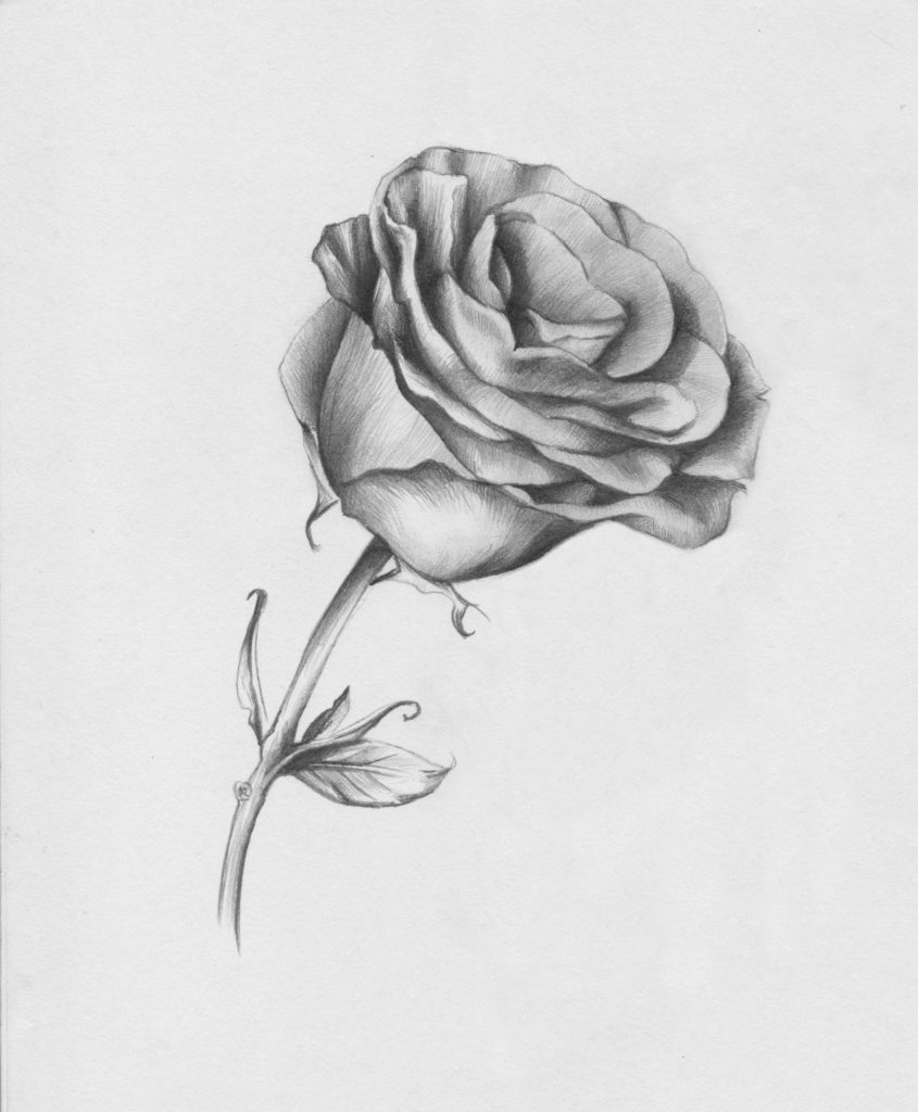 Drawing Roses | Gigi Chen | Artists Network