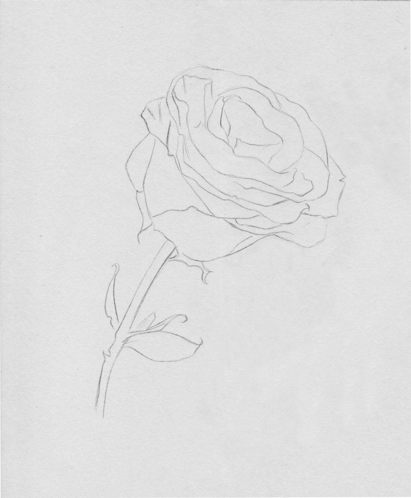 drawing roses in graphite pencil | Gigi Chen | Artists Network