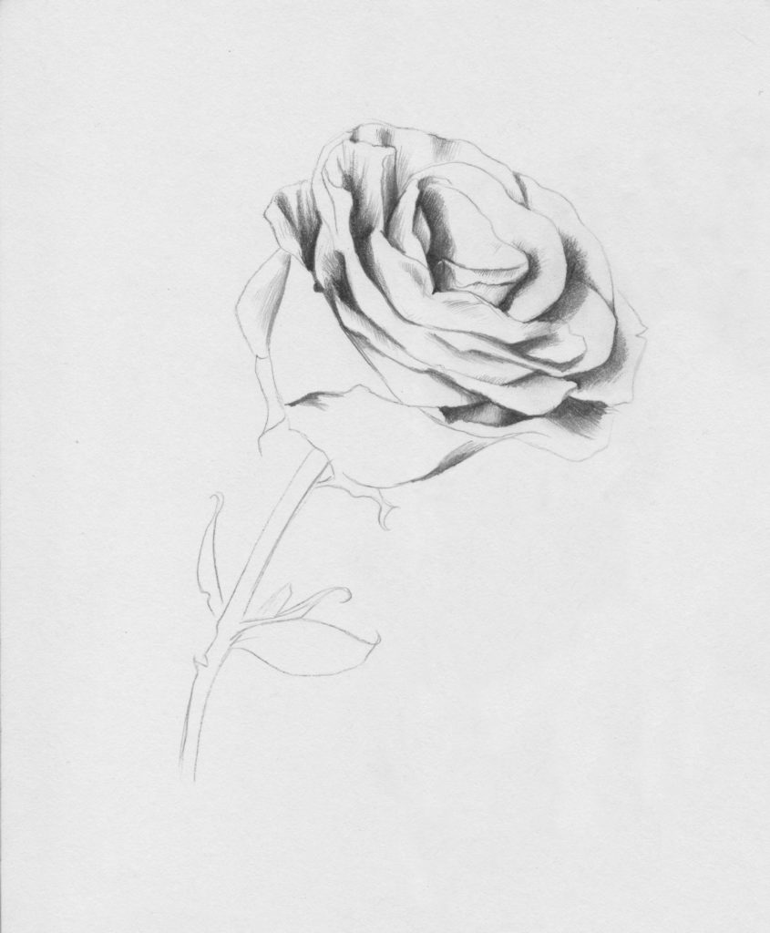 Drawing Roses | Gigi Chen | Artists Network