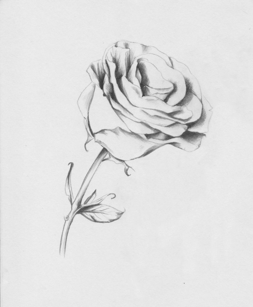 Drawing Roses | Gigi Chen | Artists Network