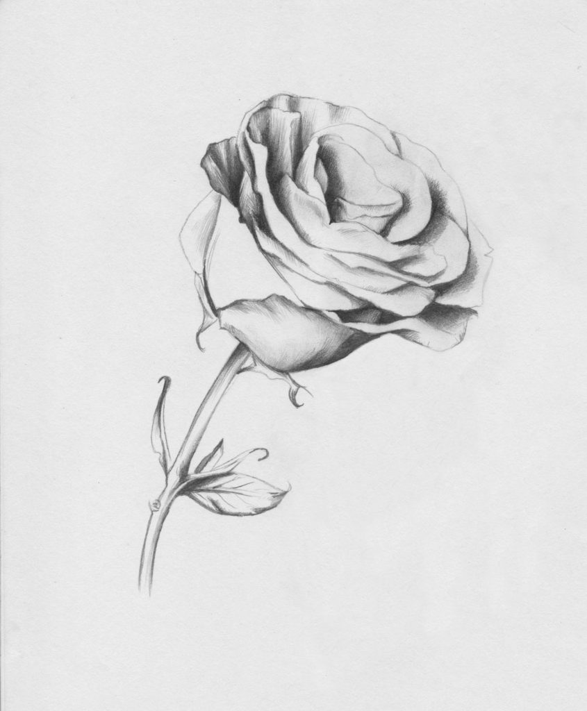 Drawing Roses | Gigi Chen | Artists Network